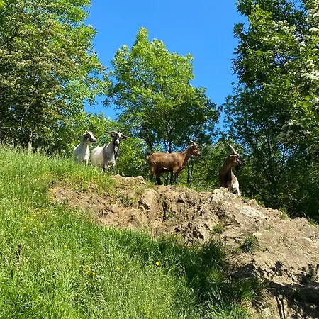 Les Rives Du Lay Elbee Holiday home Le Boupere
